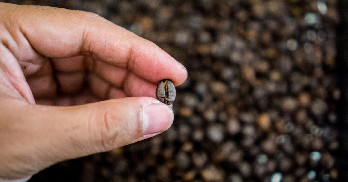Cómo elegir café de especialidad: guía por origen, tueste y molido 1 cafe recien tostado
