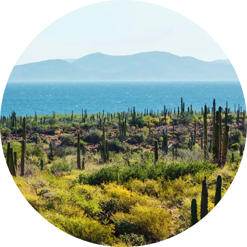 mexico circular